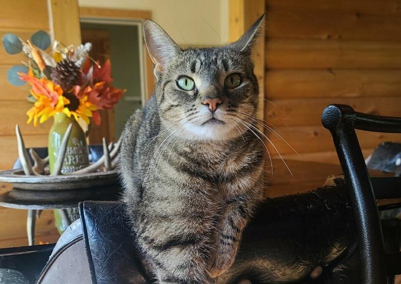 Carousel Slide 6: Mukwonago Cat Veterinarian