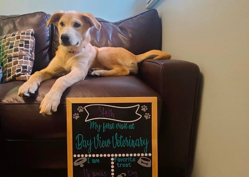 Carousel Slide 9: Mukwonago Puppy Veterinarian