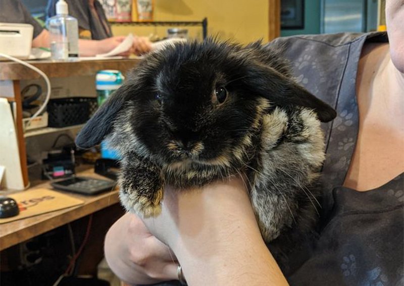 Carousel Slide 7: Bunny Veterinary Care, Mukwonago