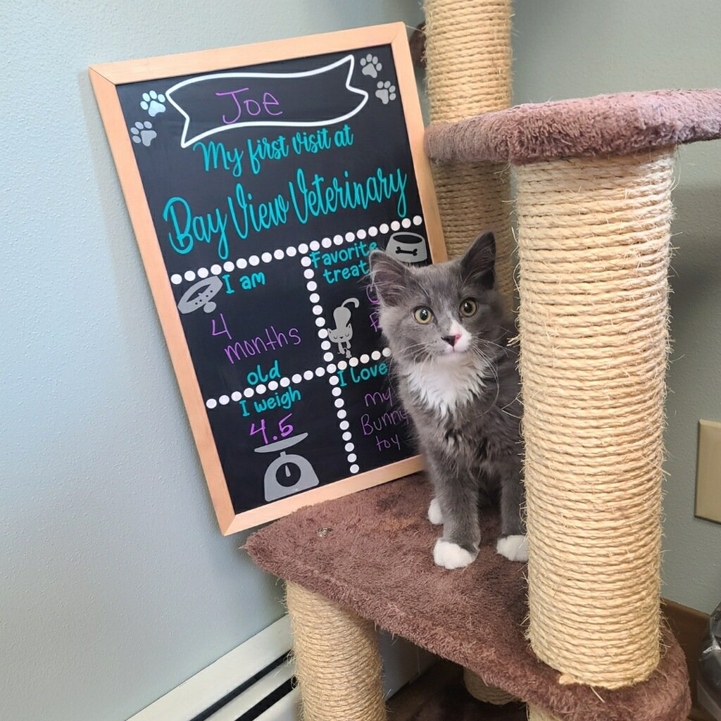 Carousel Slide 8: Mukwonago Kitten Veterinarian
